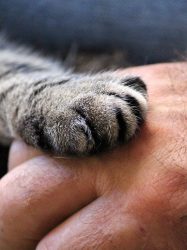 cats-paw-1375792_640